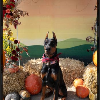 Preppy Paws - Pet Stores Near Me - Bountiful, Utah Preppy Paws - Pet Stores Near Me - Bountiful, Utah