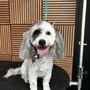Photo of Apollo Pet Service and Grooming