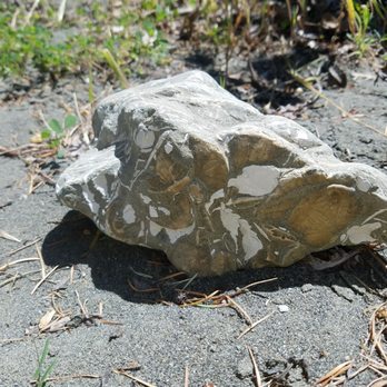 Van Duzen County Park - Fossils! - Parks Near Me - Carlotta, California
