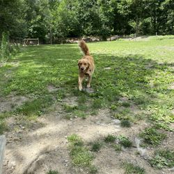 Milton Dog Park