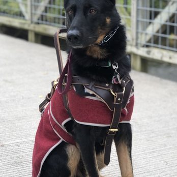Hope Heald K9 - Falcon - German shepherd service dog - Pet Training Near Me Hope Heald K9 - Falcon - German shepherd service dog - Pet Training Near Me