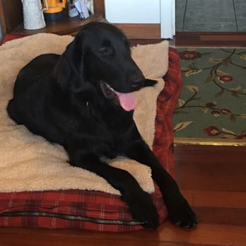 ABC Pet Clinic - Veterinarians Near Me - San Ramon, California ABC Pet Clinic - Veterinarians Near Me - San Ramon, California