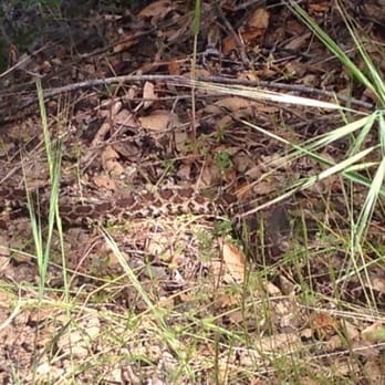 Murphy Ranch Trail - Do you see the snake slithering away from us? Yikes! - Hiking Near Me