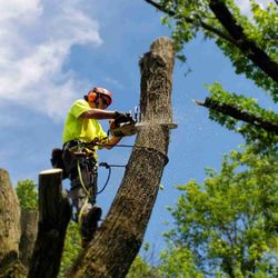 Jackson's Tree Care - Safety first and reliable equipment to get the job done right