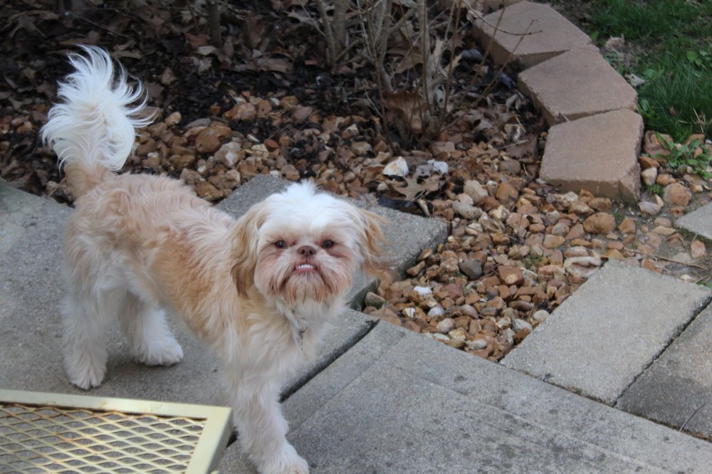 Auntie Leila's Pet Salon & Barkery - pet boarding facility in Greenwood, IN
