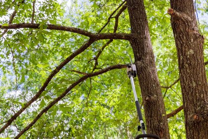 A Trim Can Do Wonders-Curb Appeal-816-686-7583 - Discover the benefits of tree trimming
You won’t regret choosing Eli's Tree Service Company when you need tree trimming services in Independence, MO. Scheduling regular tree maintenance is great for your property because it:
Removes dead, dying or diseased branches
Gives your trees better exposure to sunlight
A we dds value to your property’s environment
Minimizes the damage risk to your property
Increases the amount of nutrients a tree gets
You can learn more by calling to speak with us. A Trim Can Do Wonders-Curb Appeal-816-686-7583 - Discover the benefits of tree trimming
You won’t regret choosing Eli's Tree Service Company when you need tree trimming services in Independence, MO. Scheduling regular tree maintenance is great for your property because it:
Removes dead, dying or diseased branches
Gives your trees better exposure to sunlight
A we dds value to your property’s environment
Minimizes the damage risk to your property
Increases the amount of nutrients a tree gets
You can learn more by calling to speak with us.