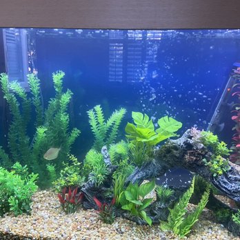 5 Star Aquariums - Happy Fish - Aquarium Services Near Me - Oceanside, California