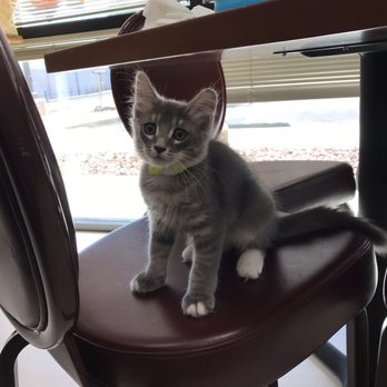 Rescued Treasures Cat Cafe - Pet Adoption Near Me - Las Vegas, Nevada Rescued Treasures Cat Cafe - Pet Adoption Near Me - Las Vegas, Nevada