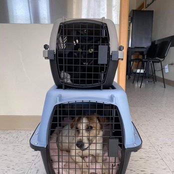 MexiVet Express - Marley at the vets office chilling waiting to be seen. Dr Alexander. - Veterinarians Near Me MexiVet Express - Marley at the vets office chilling waiting to be seen. Dr Alexander. - Veterinarians Near Me