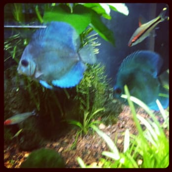 Underwater Depot - Blue discus - display - Aquarium Services Near Me - Sherman Oaks, California Underwater Depot - Blue discus - display - Aquarium Services Near Me - Sherman Oaks, California