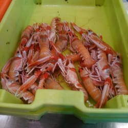 Pescaderia - Krebse