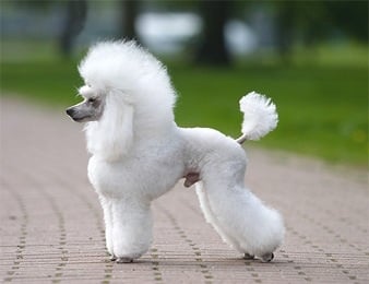 The Pet Salon Image