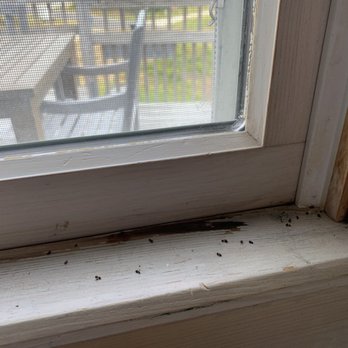 Twiddy - Dead ants along kitchen/family room window sills - Vacation Rentals Near Me - Duck, North Carolina