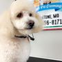 Daih’s Pet Grooming 