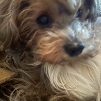 Pet Urgent Care - Christa... - Veterinarians Near Me - Troy, Michigan