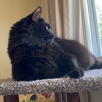 Cranberry Veterinary Hospital - Zorro sitting on his cat tree and looking out the window - Veterinarians Near Me - Cranberry Township, Pennsylvania Cranberry Veterinary Hospital - Zorro sitting on his cat tree and looking out the window - Veterinarians Near Me - Cranberry Township, Pennsylvania