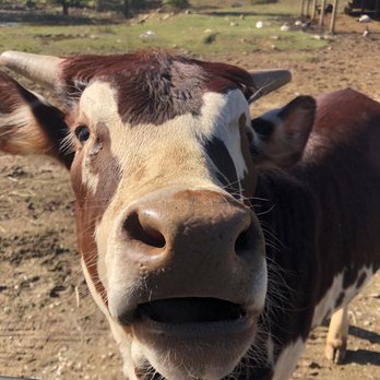 Nova Wild - How are mooooo? - Petting Zoos Near Me - Vienna, Virginia