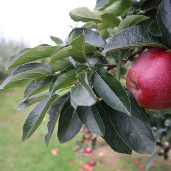 Lewin Farms - Pick Your Own Farms Near Me - Calverton, New York Lewin Farms - Pick Your Own Farms Near Me - Calverton, New York