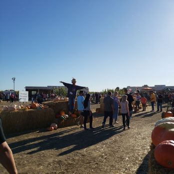 Cool Patch Pumpkins - Pumpkin Patches Near Me - Dixon, California