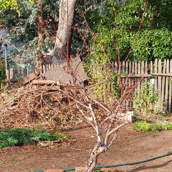 Tony Macias Tree Experts - Tree Services Near Me Tony Macias Tree Experts - Tree Services Near Me