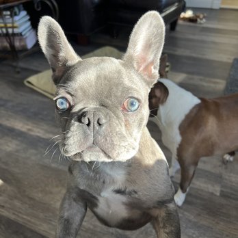 Fairytale Frenchies - Pet Breeders Near Me