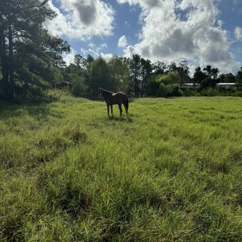Equine International Stables - Large (group) pasture - Horseback Riding Near Me - Cypress, Texas Equine International Stables - Large (group) pasture - Horseback Riding Near Me - Cypress, Texas