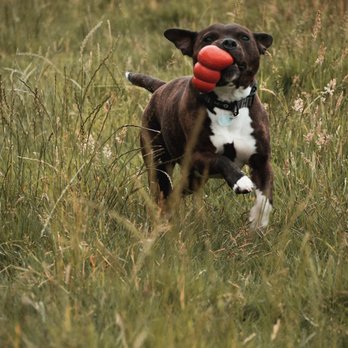 Simply Tailz Pet Sitting Services - Pet Transportation Near Me Simply Tailz Pet Sitting Services - Pet Transportation Near Me