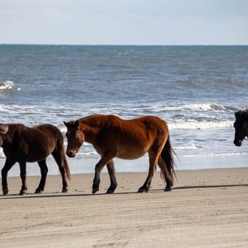 OBX Beach Access - Wild horses of Corolla Beach. - Beaches Near Me