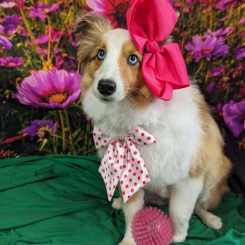 Muddy Paws - Pet Groomers Near Me - Bath, New York Muddy Paws - Pet Groomers Near Me - Bath, New York