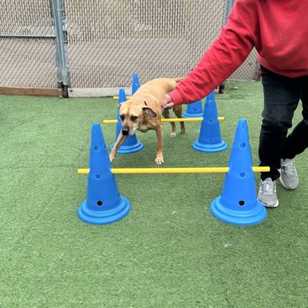 Camp Bow Wow - Golden - Daisy Mae doing the obstacle course. - Pet Boarding Near Me - Golden, Colorado Camp Bow Wow - Golden - Daisy Mae doing the obstacle course. - Pet Boarding Near Me - Golden, Colorado