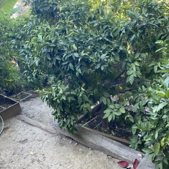 Eric's Tree and Landscape Pest Services - Grapefruit tree - Pest Control Near Me - Fillmore, California Eric's Tree and Landscape Pest Services - Grapefruit tree - Pest Control Near Me - Fillmore, California