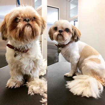 sit and stay pet resort