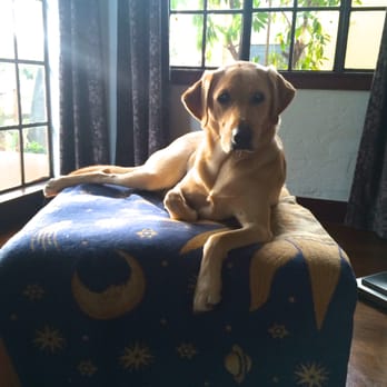 Diamond P Labradors - Buttercup from Ruger out of Tipsy - Pets Near Me - Walnut Grove, California