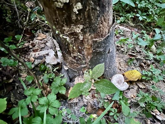 Overton Park by null