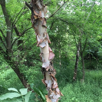 Waldenburg Park - A birch tree shedding it's bark. - Playgrounds Near Me - Macomb, Michigan Waldenburg Park - A birch tree shedding it's bark. - Playgrounds Near Me - Macomb, Michigan