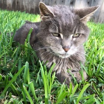 VCA Ben White Animal Hospital - Veterinarians Near Me - Austin, Texas