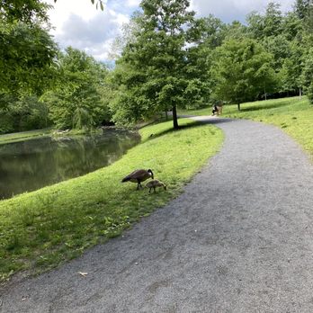 Green Spring Gardens - Cute gosling and nice walking paths - Botanical Gardens Near Me - Alexandria, Virginia