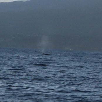 Pro Diver Maui - Whales! - Scuba Diving Near Me - Kihei, Hawaii