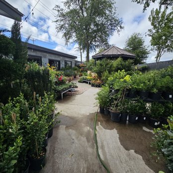 Meeting Green - Nurseries & Gardening Near Me - Charleston, South Carolina Meeting Green - Nurseries & Gardening Near Me - Charleston, South Carolina