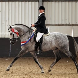 Pine Lodge School of Classical Equitation