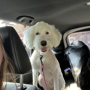 Pooches Day Spa - Bonnie had matting but they really did a great job onnher - Pet Groomers Near Me - Boerne, Texas Pooches Day Spa - Bonnie had matting but they really did a great job onnher - Pet Groomers Near Me - Boerne, Texas