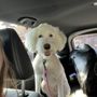 Photo of Pooches Day Spa