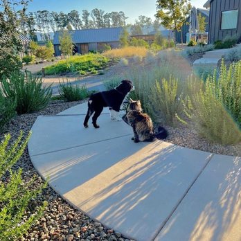 Bee Positive Dog Training - Pet Training Near Me