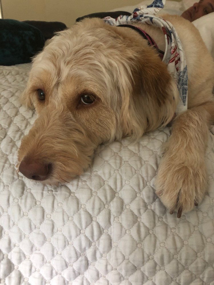 K9 DESIGNS PET PARADISE, INC Updated September 2024 11 Reviews