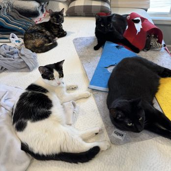SAYv Animal Organization - All my SAYv adoptions - Pet Adoption Near Me SAYv Animal Organization - All my SAYv adoptions - Pet Adoption Near Me