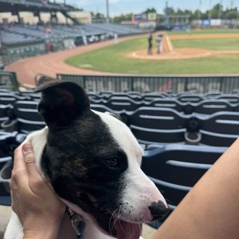 Trustmark Park - Sometimes they allow dogs! - Stadiums & Arenas Near Me - Pearl, Mississippi Trustmark Park - Sometimes they allow dogs! - Stadiums & Arenas Near Me - Pearl, Mississippi