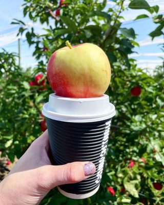 Apple Jack Orchards by null