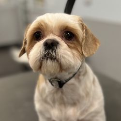 Canine Clips Spa - Comfort Clip, the shaved ears though