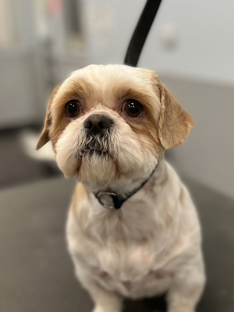 CANINE CLIPS SPA Updated October 2024 28 Photos Kokomo, Indiana