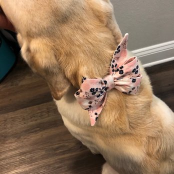 Crew LaLa - Pet Stores Near Me - Charleston, South Carolina